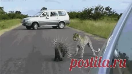 *БРОСЬ все дела   сядь и УЛЫБНИСЬ...