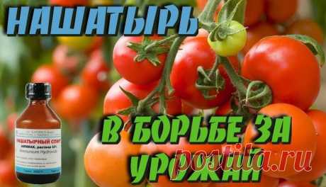 НАШАТЫРНЫЙ СПИРТ В БОРЬБЕ ЗА УРОЖАЙ: 
Оказывается, нашатырный спирт в борьбе за высокий урожай, может оказать нам ни одну услугу. Многие растения, такие как помидоры, огурцы, а также лилии, клематисы, герань, очень отзывчивы на подкормки…