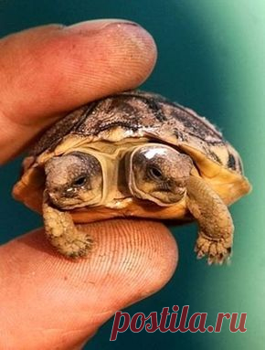 2 tartarugas em uma??😮.                                       Como isso é possível??❤