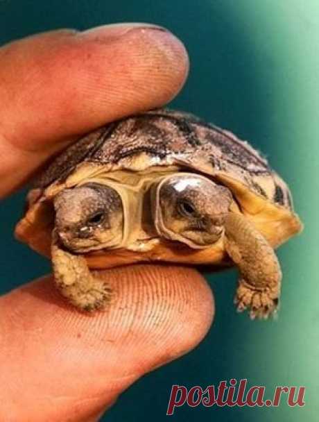 2 tartarugas em uma??😮.                                       Como isso é possível??❤