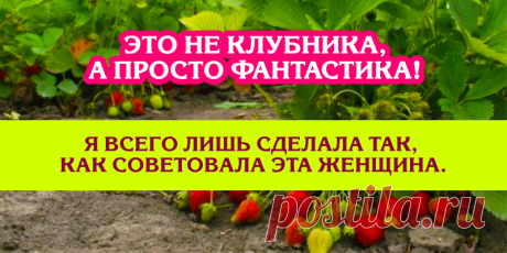 Это не клубника, а просто фантастика! | Полезные советы