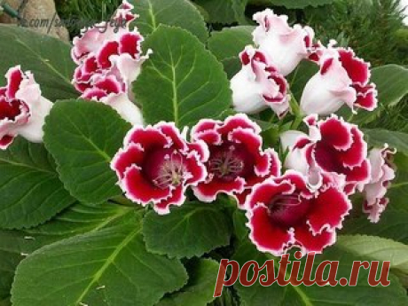 Глоксиния-10 советов!
