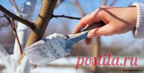 Уход За Плодоносящими Деревьями