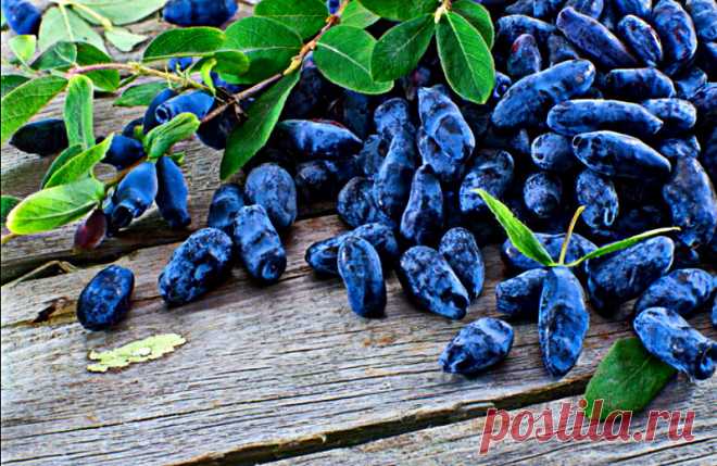 Чем я подкармливаю жимолость весной для хорошего и богатого урожая.