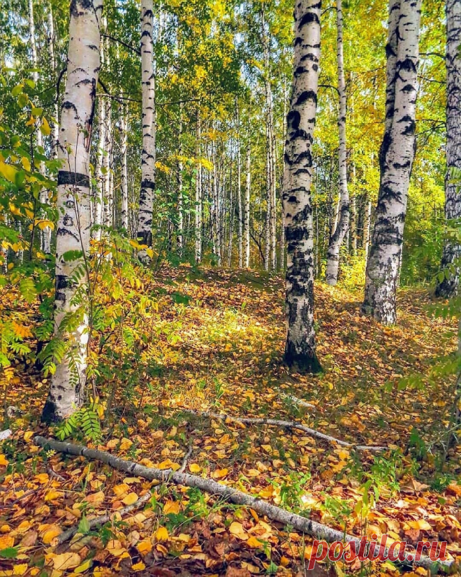 Разбросала листья осень золотая...
Пермский край. 📷 tiunova61