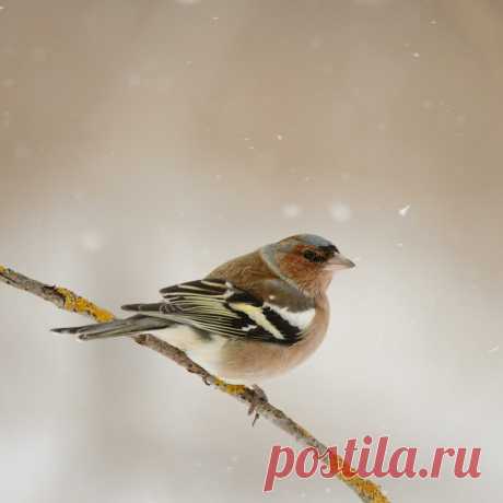 6 лет подкармливали птиц в лесу. Наши лучшие кадры снятые за это время. | 🔔 Дикая Природа Крыма. My-Mriya | Яндекс Дзен