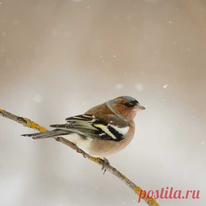 6 лет подкармливали птиц в лесу. Наши лучшие кадры снятые за это время. | 🔔 Дикая Природа Крыма. My-Mriya | Яндекс Дзен