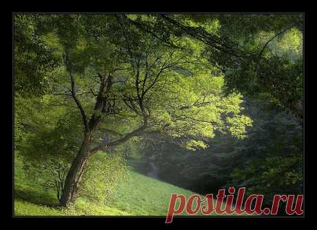 Light in the forest