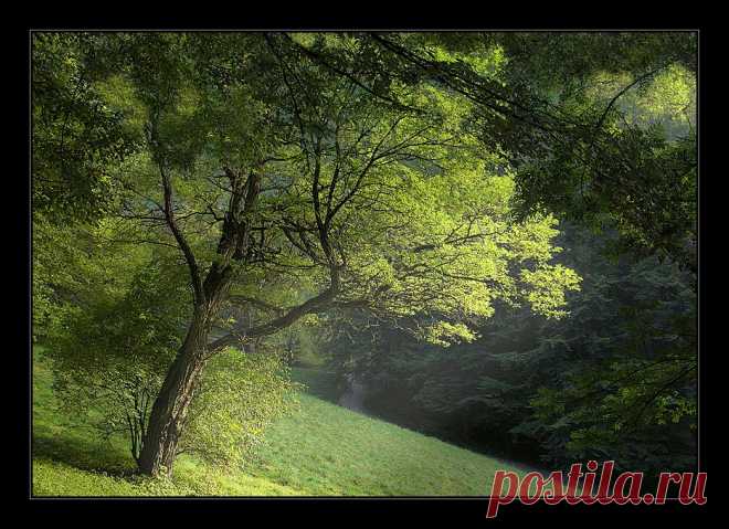 Light in the forest