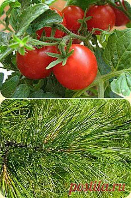 Борьба с вредителями без химии.(2).