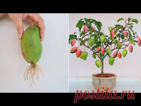 Как вырастить манго из фрукта манго для начинающих