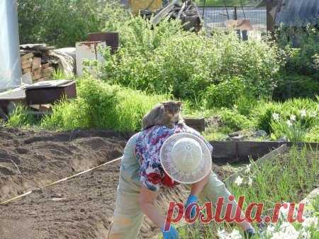 Наглость - второе счастье / Питомцы