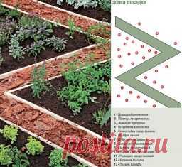 Пряные травы: схема посадки - Садоводка