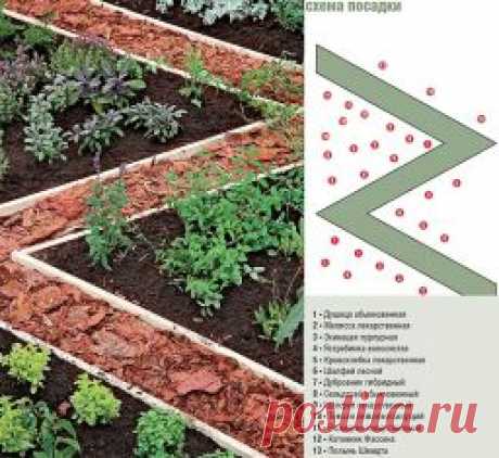 Пряные травы: схема посадки - Садоводка