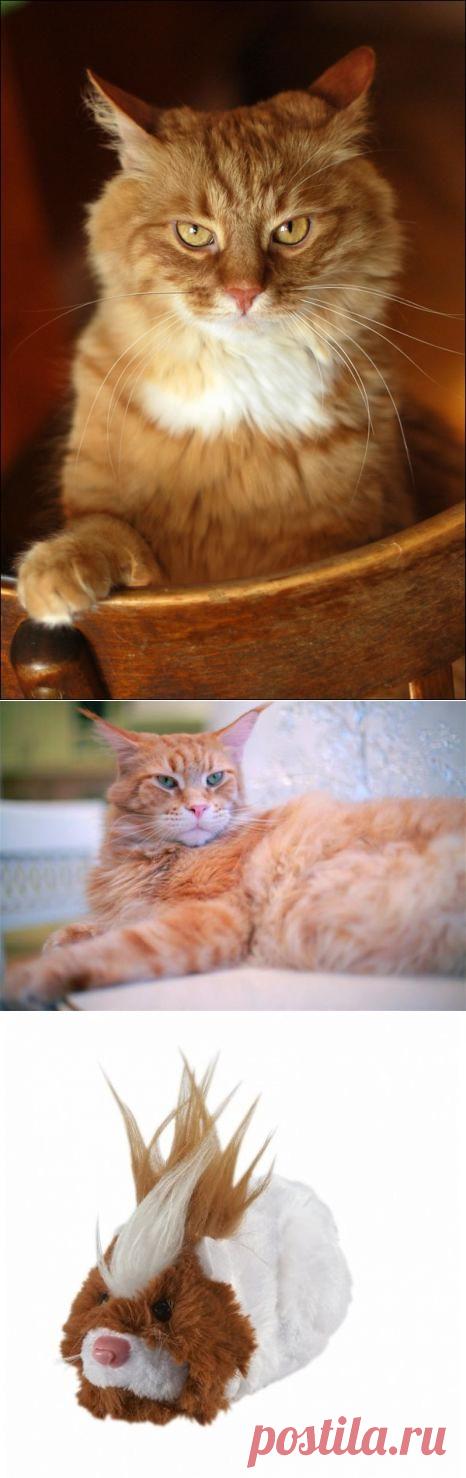 Война с котом. Мы победили!)))