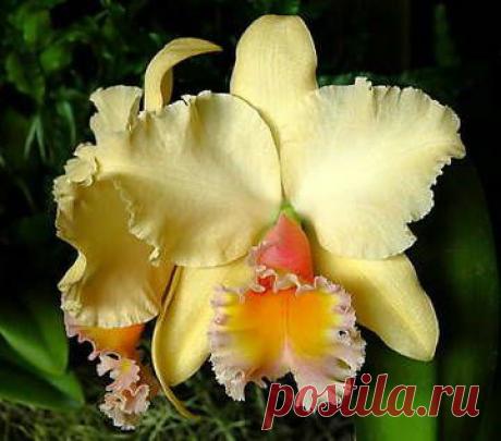 Catleya Orchid | flores