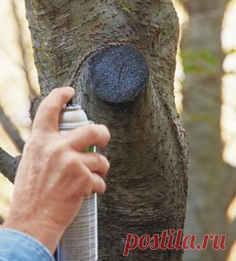 Never follow this pruning advice | Garden Gate Magazine