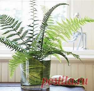 Растения в ванной | Женский сайт о женщине и обществе