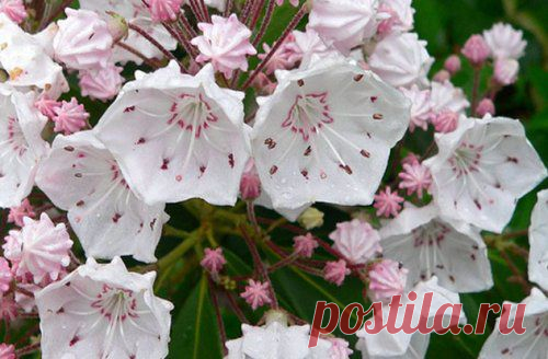 (+•) тема - Топ-10 Красивых цветов, которые убивают ужасающими способами | Среда обитания