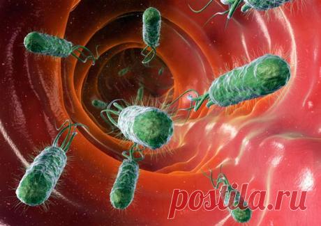 Ротовая полость человека — рай для кокков и бактерий