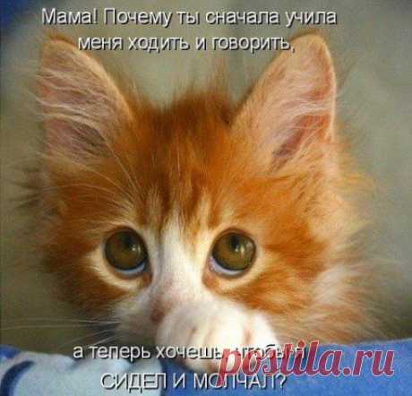 Любишь кошек,присоединяйся!! &gt;&gt; https://ok.ru/milota