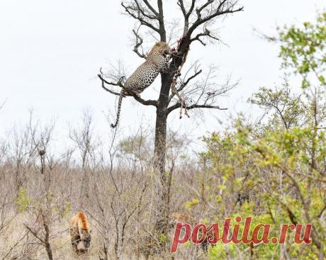 Дикие животные Африки на снимках Стивена Довера
