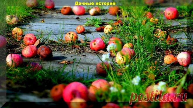 Выясняем могут ли упавшие яблоки закислить почву. И можно ли их вносить для подкисления | Дачные истории | Яндекс Дзен