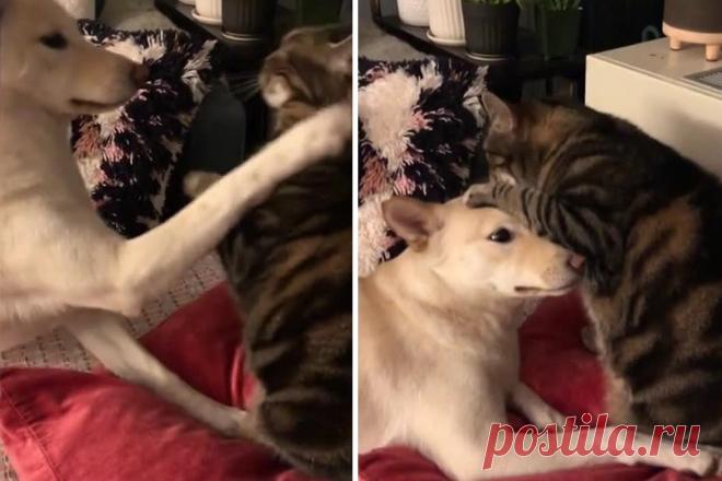 Умоляющий кота о поцелуях пес попал на видео и влюбил в себя весь интернет. Ридус