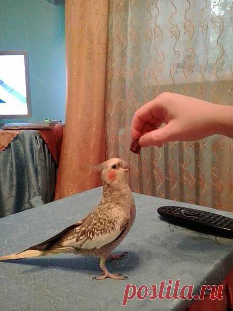 Красотка