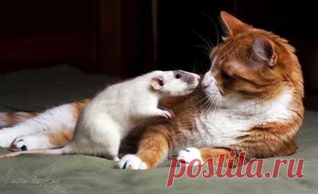 Если когда-нибудь настанет день, когда мы не сможем быть вместе - сохрани меня в своем сердце, я буду в нем навеки.