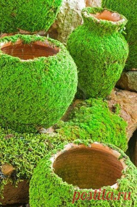 Выращиваем мох на глине и камне. - Участок и сад - Статьи - FORUMHOUSE