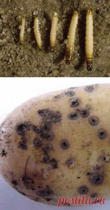 Эффективные меры борьбы с проволочником