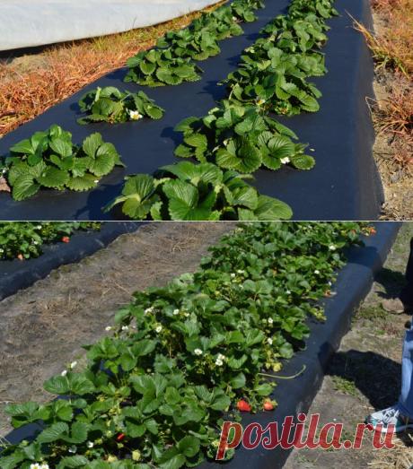 Инструкция посадки садовой земляники на нетканый материал