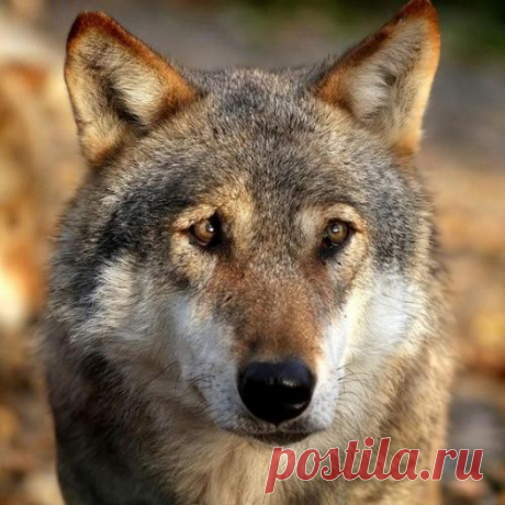 Гражданин Волк