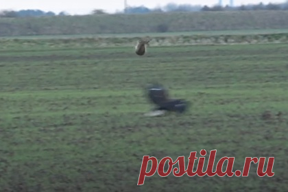 Обдуривший беркута заяц попал на видео и вдохновил людей. Заяц, обхитривший беркута во время охоты, попал на видео и стал звездой социальных сетей. На кадрах, снятых в Великобритании, хищник почти достигает своей добычи, как вдруг заяц выполняет сложный трюк — он перепрыгивает птицу. Пользователи посоветовали вспоминать этого зайца, когда ситуация кажется безвыходной.