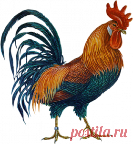 Клипарт "СКАЗОЧНЫЕ ПЕТУХИ" -символ 2017 года