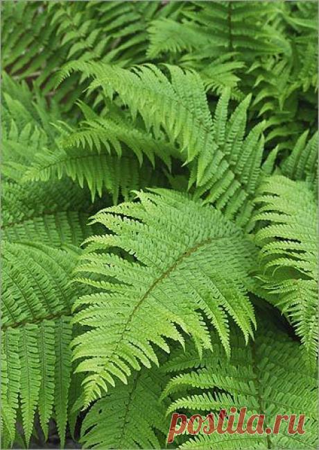 Foliage, leaves, ferns, greenery, undergrowth, overgrown, botanical,