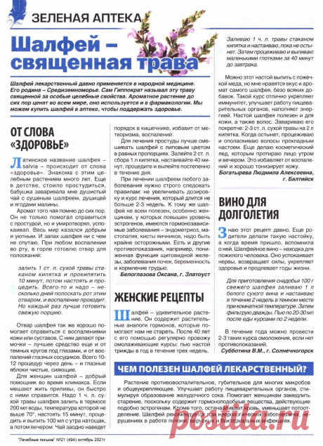Шалфей - священная трава