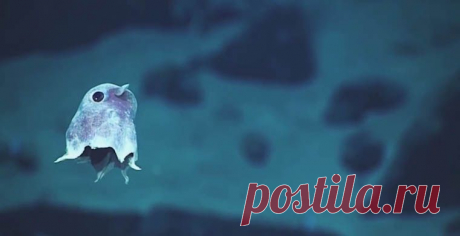 Неизвестные глубоководные существа | Хвастунишка