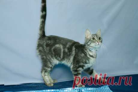 Помните фразу товарища Саахова???:)
Санкт-Петербург!Очень смышлёные изумрудного цвета глаза, серебряная шубка с мраморным рисунком, природная грация и совершенная вера в Доброго Человека – всё это Христина. Это ласковое создание одина…