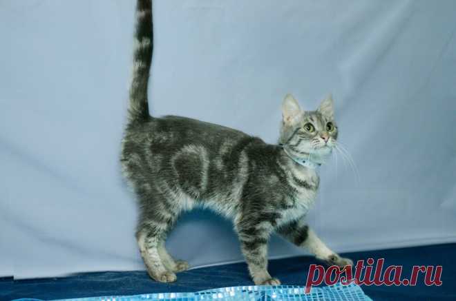 Помните фразу товарища Саахова???:) 

Санкт-Петербург!Очень смышлёные изумрудного цвета глаза, серебряная шубка с мраморным рисунком, природная грация и совершенная вера в Доброго Человека – всё это Христина. Это ласковое создание одина…