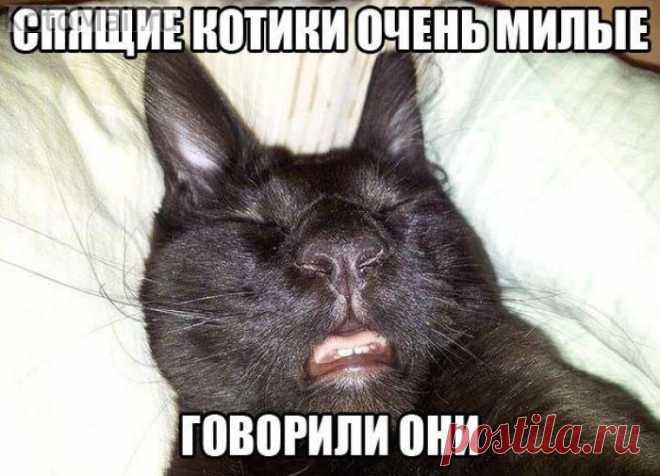 Спинку потрите. | KotoMail.ru