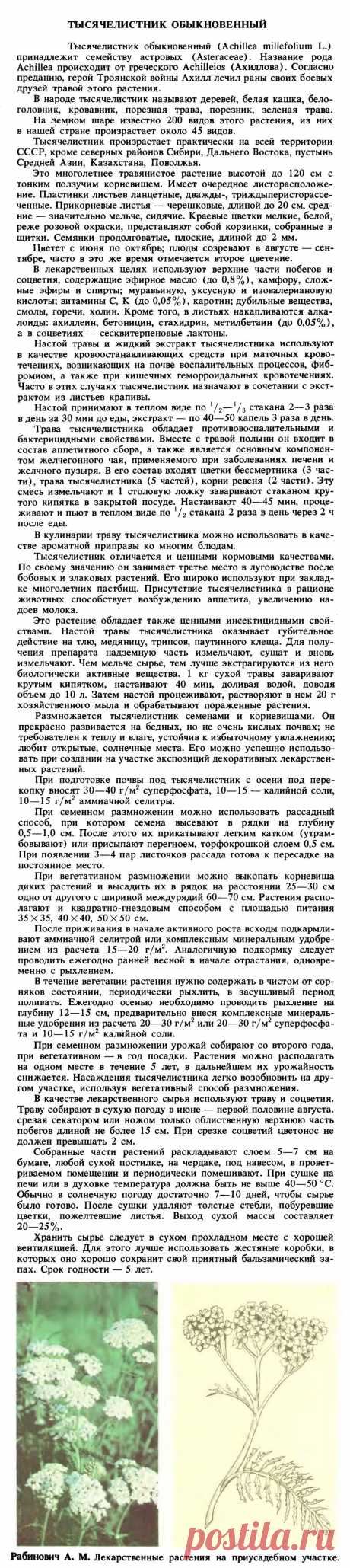 Тысячелистник обыкновенный