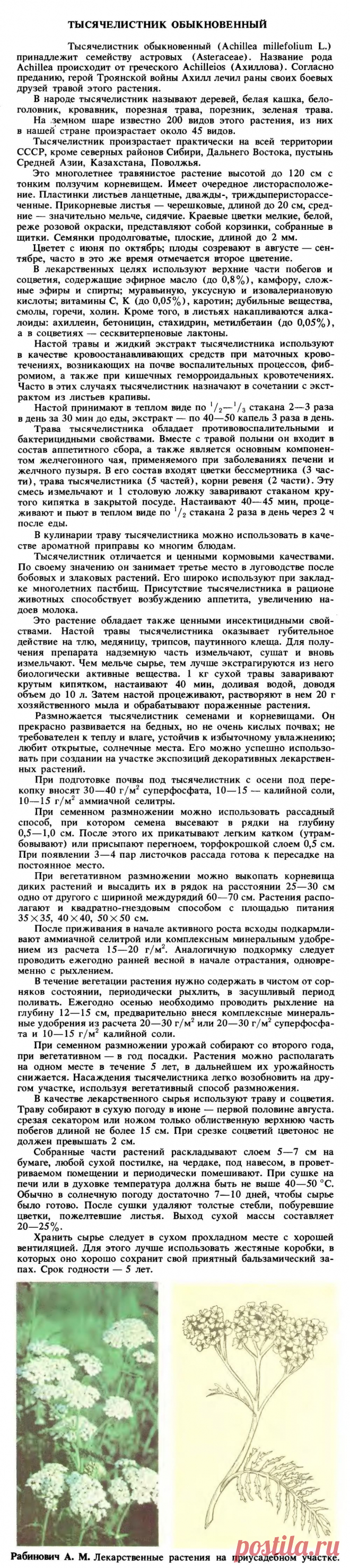 Тысячелистник обыкновенный
