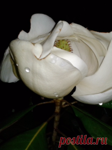 Подскажите растение?