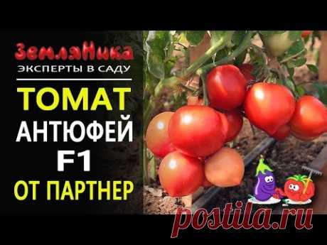Скороспелый томат Антюфей F1. Семена партнер.