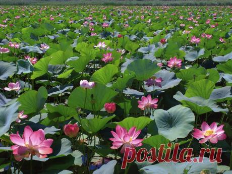 Мир путешествий: Там, где цветут лотосы...