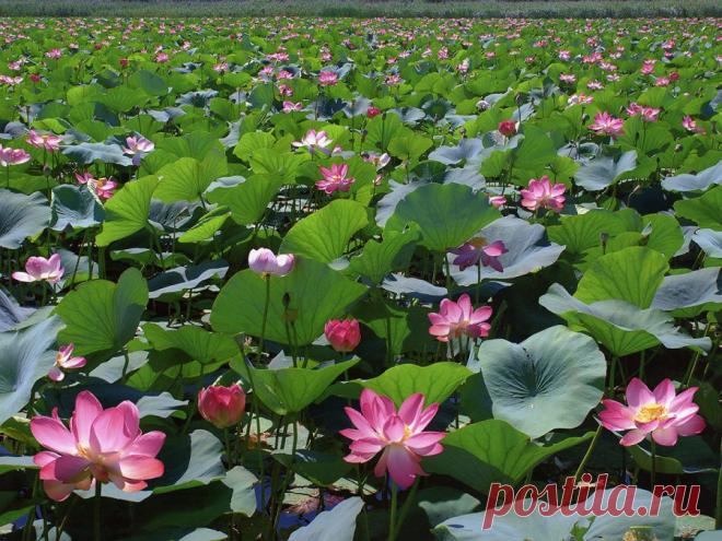Мир путешествий: Там, где цветут лотосы...