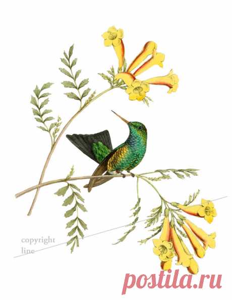 Colibrí vintage y flores - tatuaje temporal Este listado es para un tatuaje temporal de alta calidad.  »» El tatuaje se parece a lo real! Minutos y le dura por días. Genial para los niños y adolescentes que quieran experimentar o para probar un diseño antes de tenerlo tatuado de verdad.  »» Elegir el tamaño preferido (Nota: se refiere a la parte más larga de la imagen!)  »» Para aplicar el tatuaje, pelar el brillante forro lejos del lado adhesivo del tattoo y aplicar el ta...