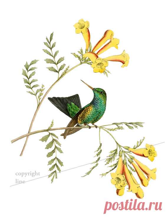 Colibrí vintage y flores - tatuaje temporal Este listado es para un tatuaje temporal de alta calidad.  »» El tatuaje se parece a lo real! Minutos y le dura por días. Genial para los niños y adolescentes que quieran experimentar o para probar un diseño antes de tenerlo tatuado de verdad.  »» Elegir el tamaño preferido (Nota: se refiere a la parte más larga de la imagen!)  »» Para aplicar el tatuaje, pelar el brillante forro lejos del lado adhesivo del tattoo y aplicar el ta...